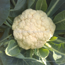 CF62 Genius 62 days early maturity hybrid cauliflower seeds